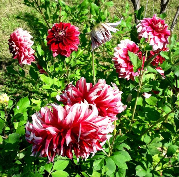  - AAAA_DALII 2015_2017_2018_2019_2020_2023