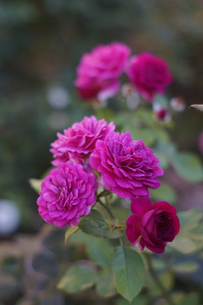  - August 2019- August 2020