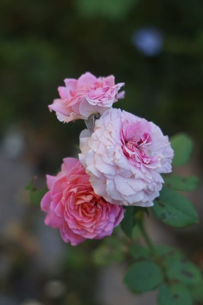  - August 2019- August 2020