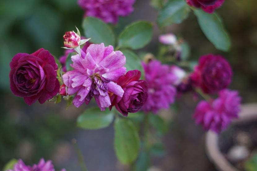  - August 2019- August 2020