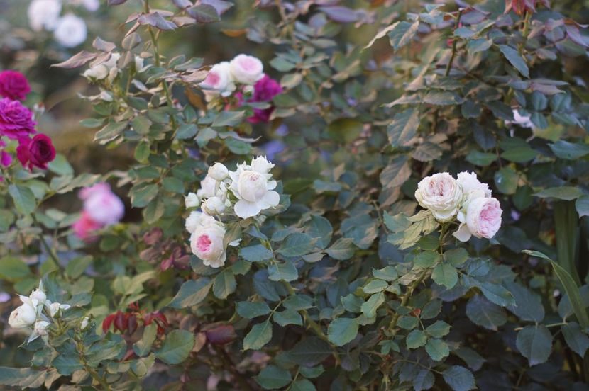  - August 2019- August 2020