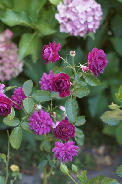  - August 2019- August 2020