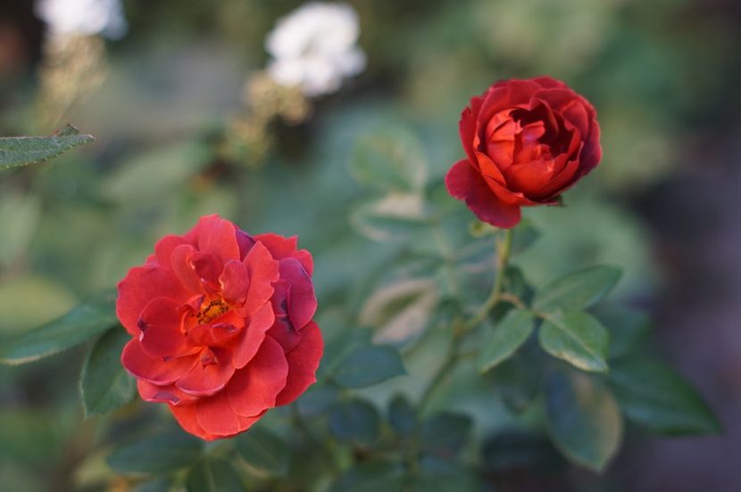  - August 2019- August 2020