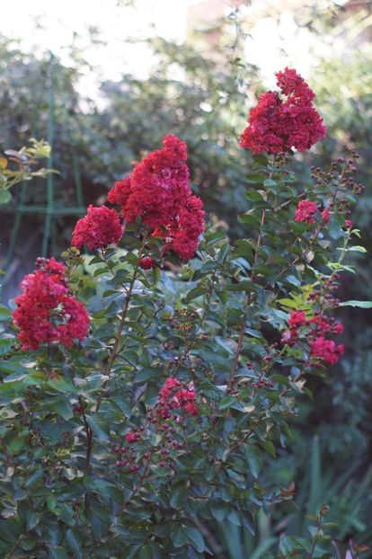  - August 2019- August 2020