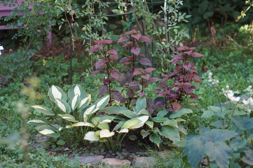  - August 2019- August 2020