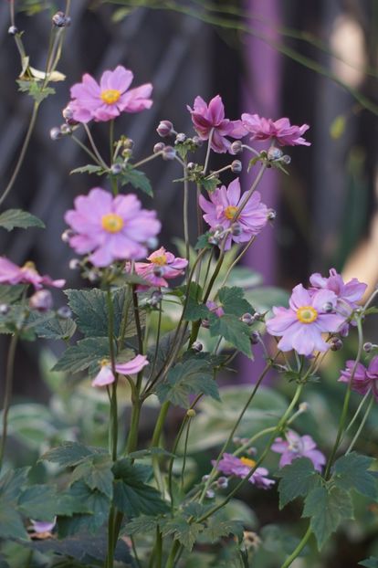  - August 2019- August 2020