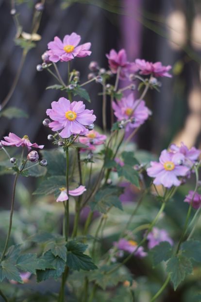  - August 2019- August 2020