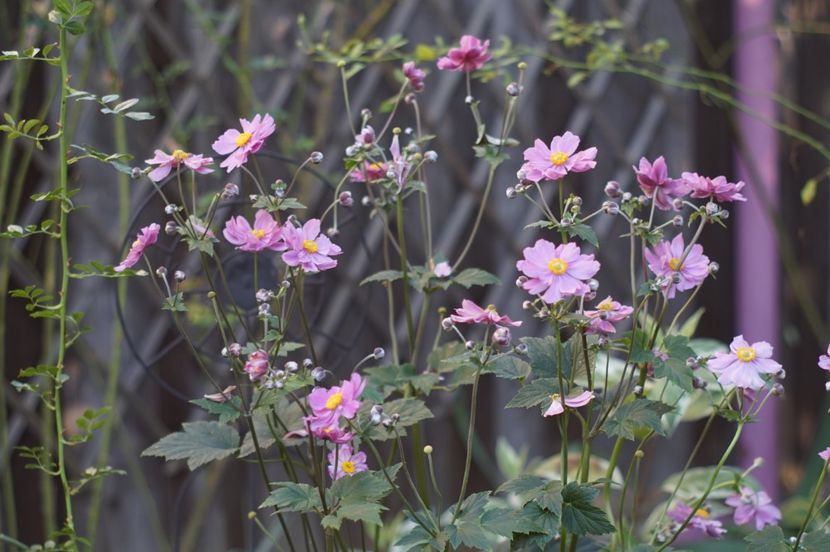  - August 2019- August 2020