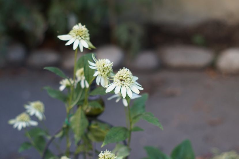  - August 2019- August 2020