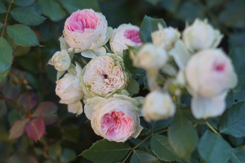  - August 2019- August 2020