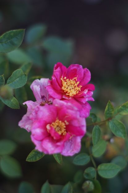  - August 2019- August 2020