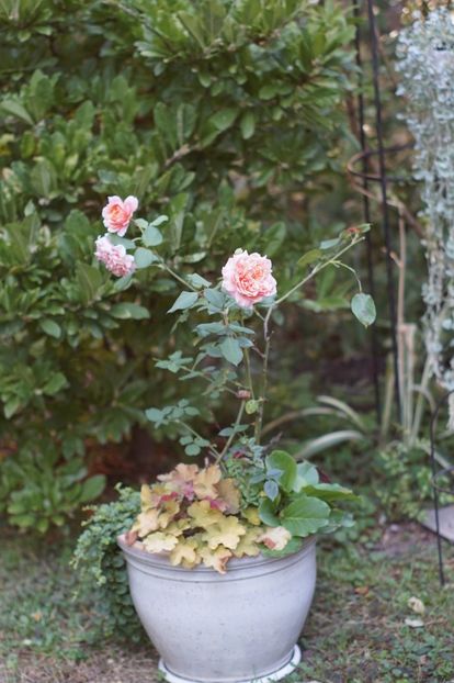  - August 2019- August 2020