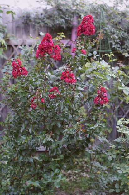  - August 2019- August 2020