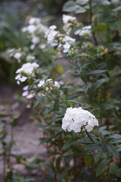  - August 2019- August 2020