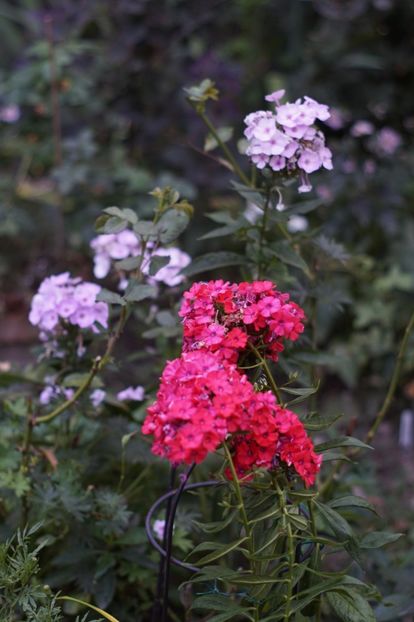  - August 2019- August 2020