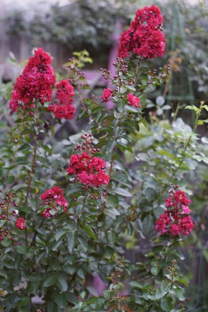  - August 2019- August 2020