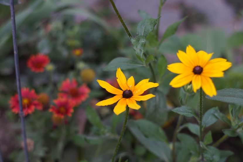  - August 2019- August 2020