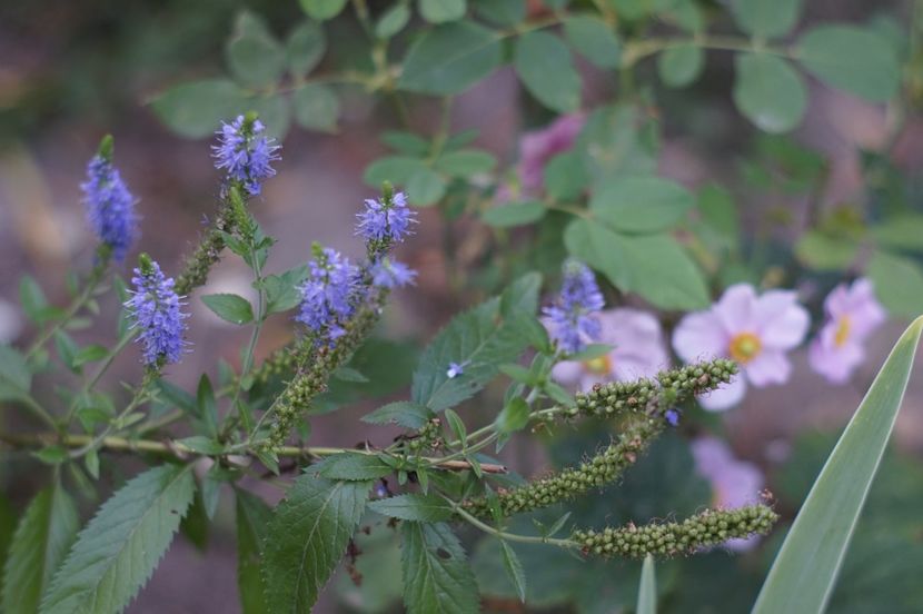  - August 2019- August 2020