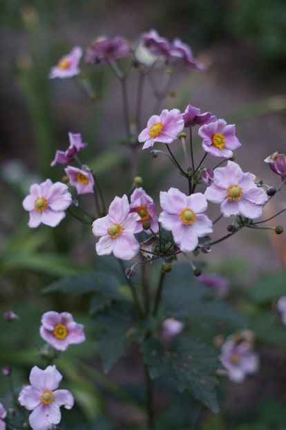  - August 2019- August 2020