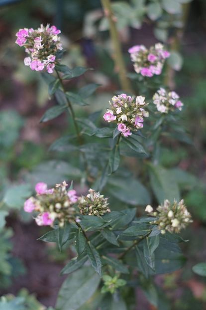  - August 2019- August 2020