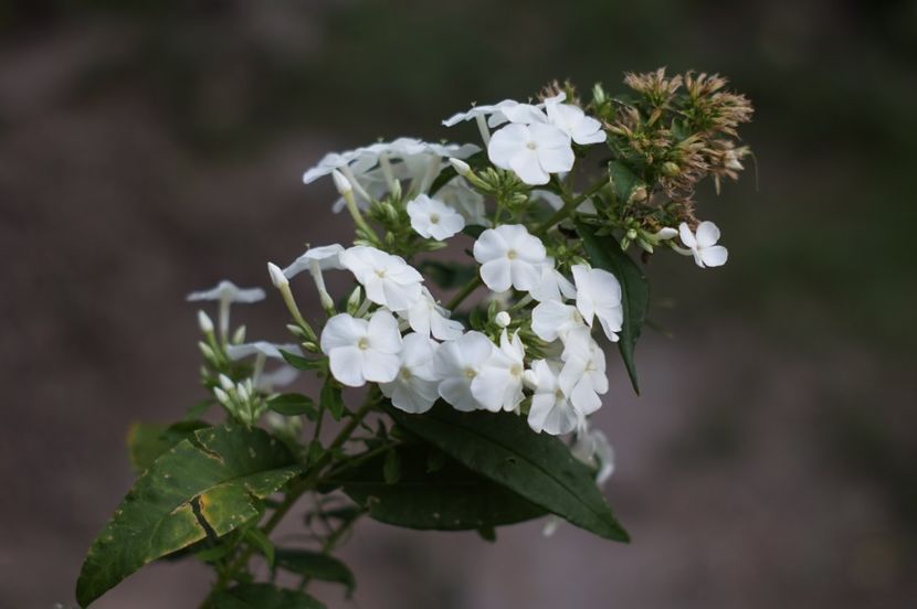  - August 2019- August 2020