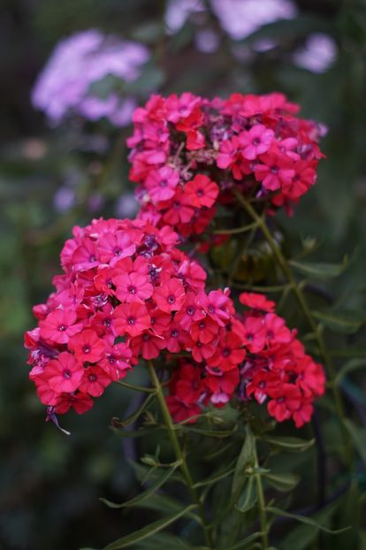  - August 2019- August 2020