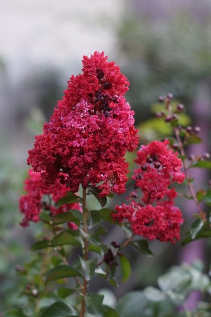  - August 2019- August 2020