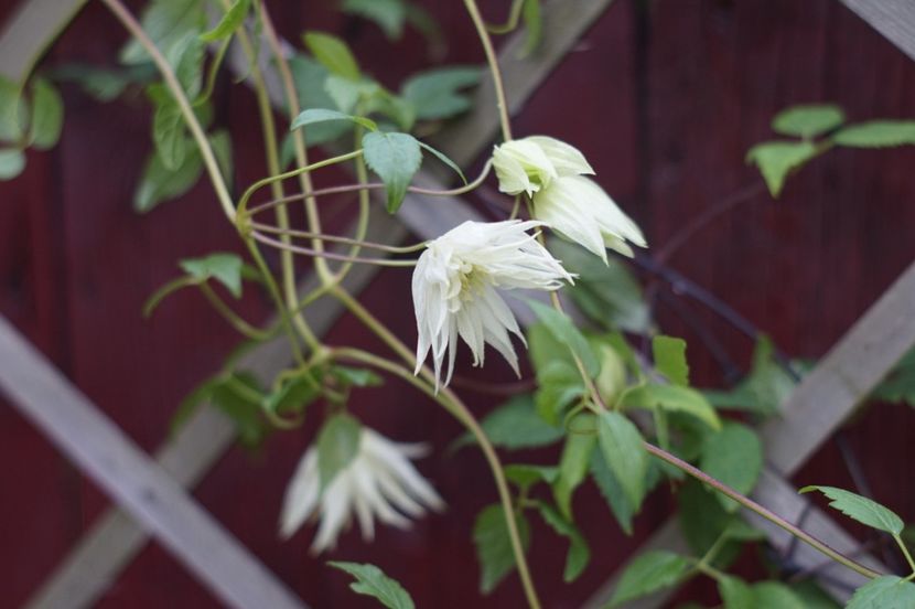  - August 2019- August 2020