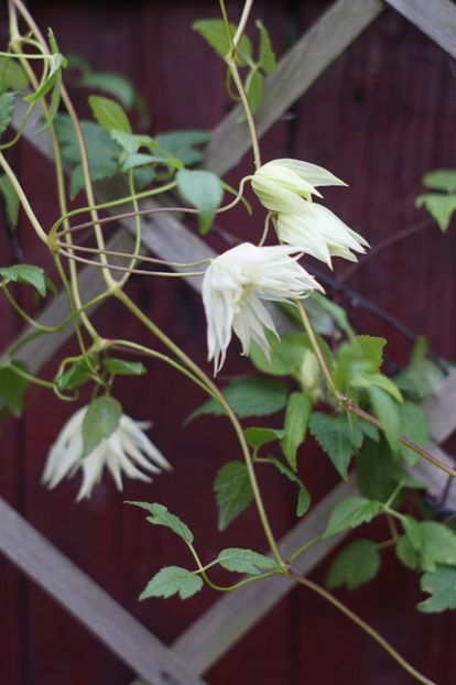  - August 2019- August 2020