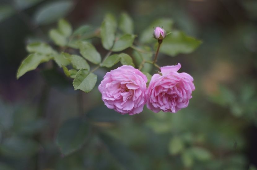  - August 2019- August 2020