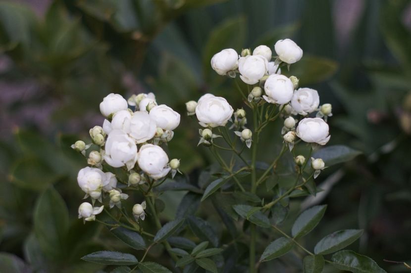  - August 2019- August 2020