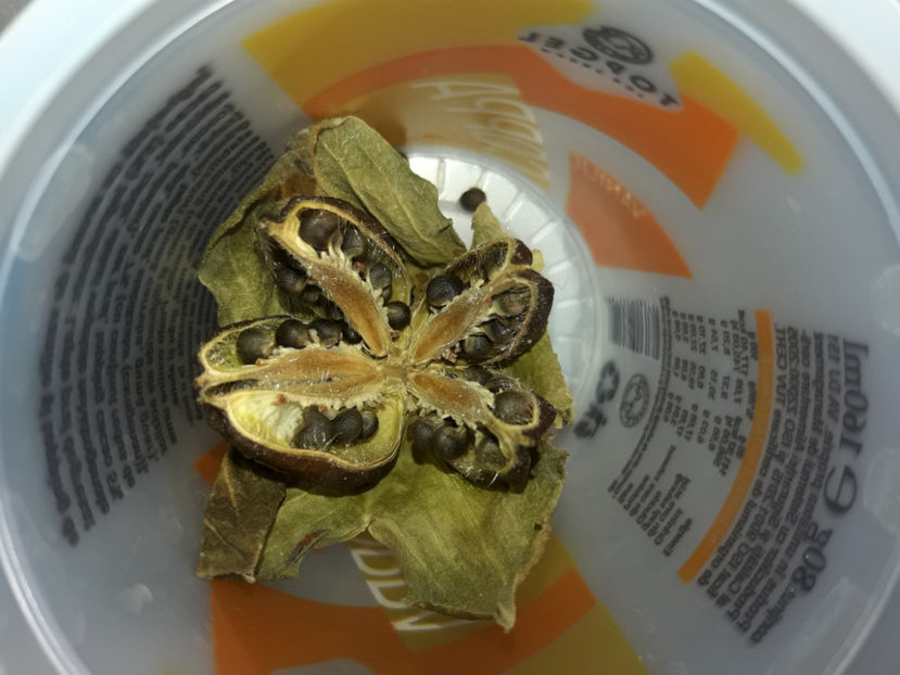  - Hibiscus Plum Crazy