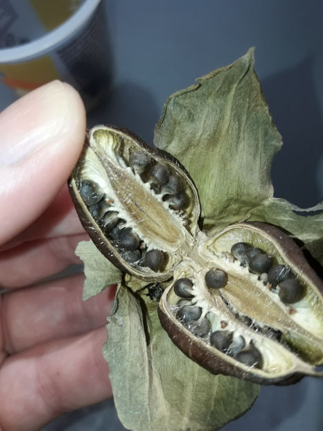  - Hibiscus Plum Crazy