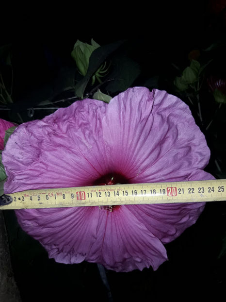  - Hibiscus Plum Crazy