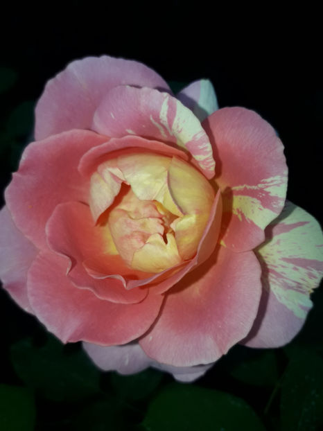  - Rose des cisterciens