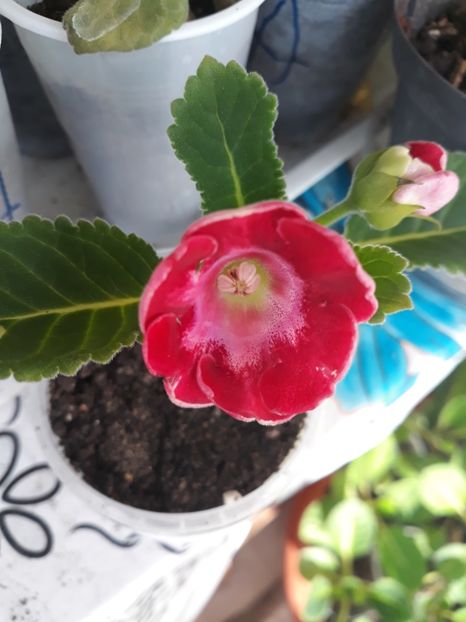  - Gloxinia din seminte