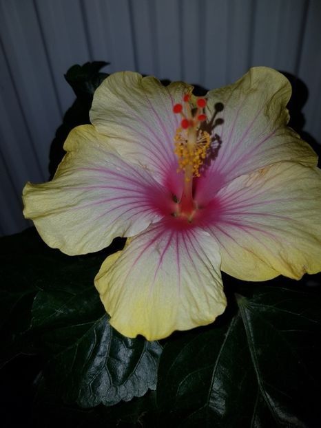  - HIBISCUS 2019