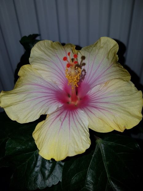  - HIBISCUS 2019