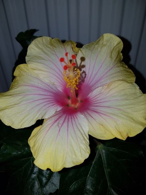  - HIBISCUS 2019