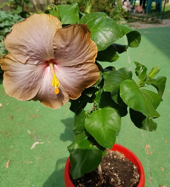  - 1-2 HIBISCUS