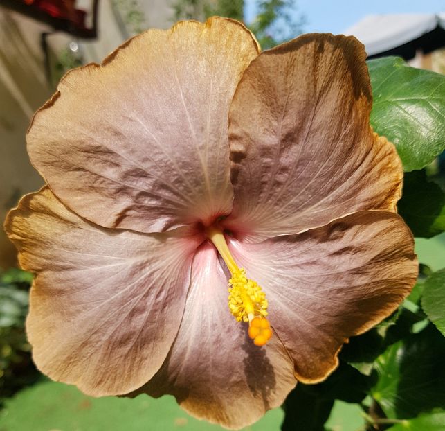  - 1-2 HIBISCUS