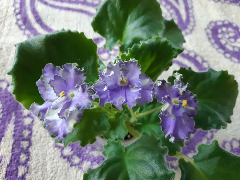 22 august - LE-FLIRT SPORT