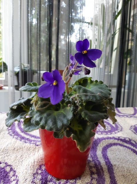 22 august - Mov Cret