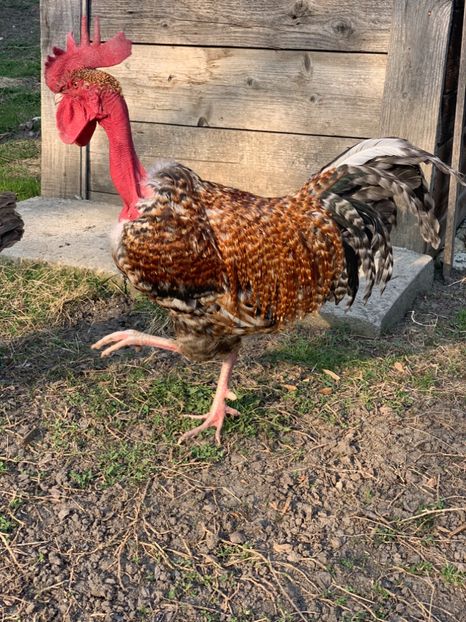 8C6DAF01-7916-48DD-9B71-749B0BD25AFF - Gat golas 2019