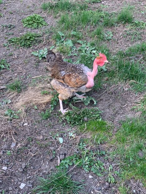 C0E8D626-381C-4DA5-9897-1DB34F9BBDEB - Gat golas 2019