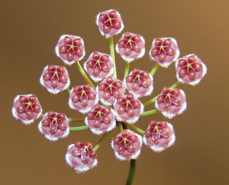 Haruku - Hoya poze net