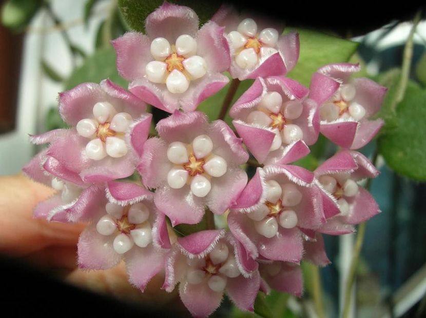 Thompsonii Pink - Hoya poze net