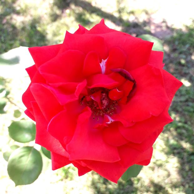  - TRANDAFIRI_2019_2020_2024