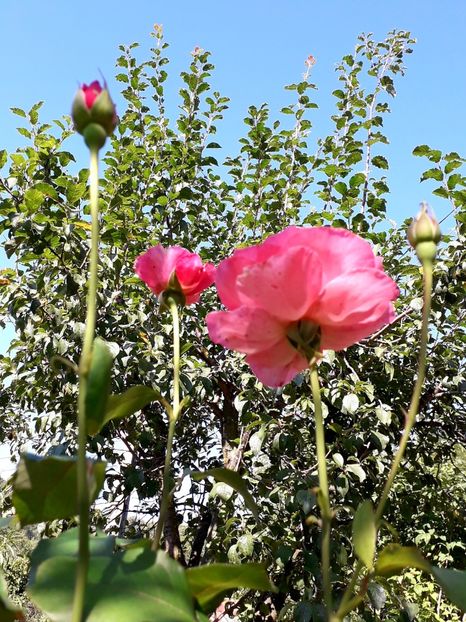  - TRANDAFIRI_2019_2020_2024