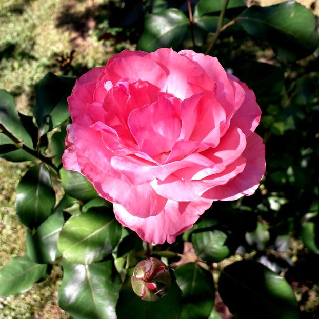  - TRANDAFIRI_2019_2020_2024